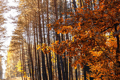 开云平台-LGD绝杀SKGaming，Doinb送出助攻：电竞赛场上的奇迹瞬间